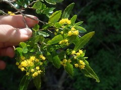 Azara lanceolata