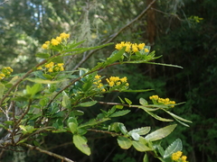Azara lanceolata