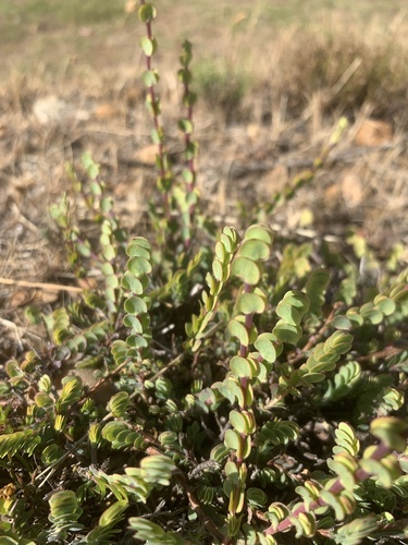Penny Caperose (Cliffortia phyllanthoides)