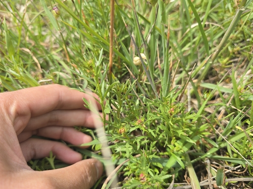 varied raspwort (Haloragis heterophylla)