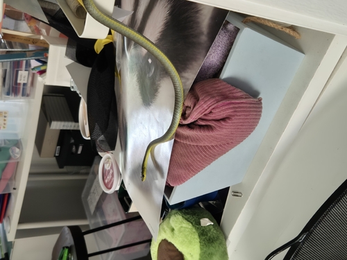 Common Tree Snake sighting