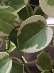 Magnoliopsida