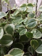 Magnoliopsida