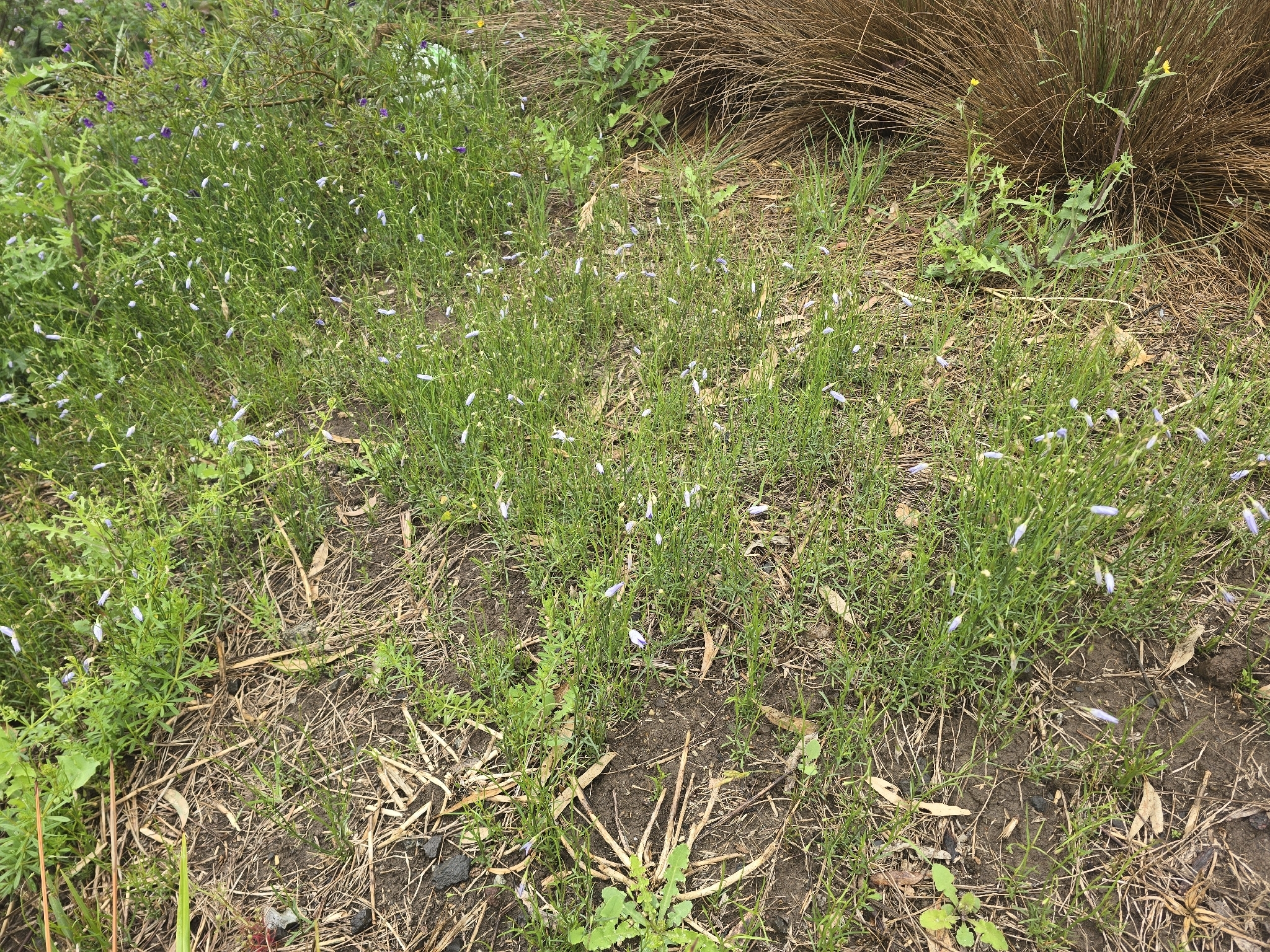 Tufted Bluebell (Wahlenbergia capillaris)