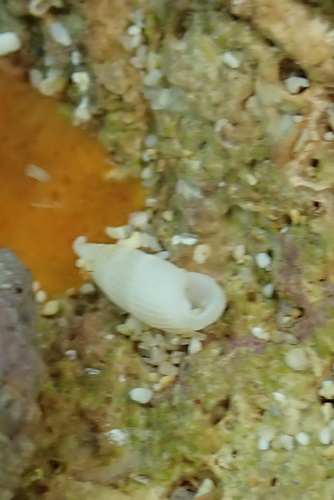 Rissoina ambigua observed 2025-12-20
