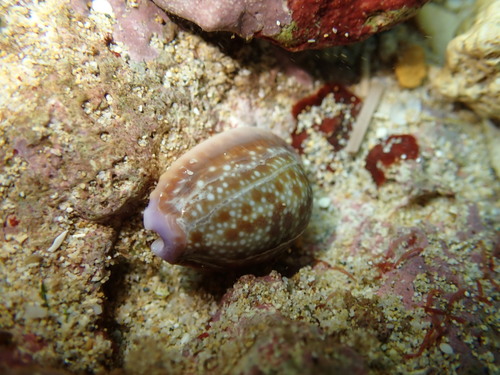 Cypraea helvola observed 2025-12-20