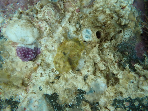 Disporella violacea observed 2025-12-20
