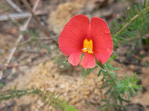 Dwarf Wedge-pea (Gompholobium ecostatum)
