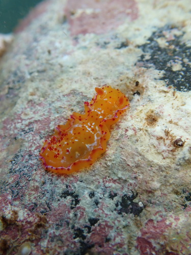 Hexabranchus sandwichensis observed 2025-12-20