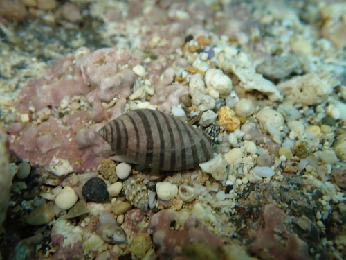 Vexilla vexillum observed 2025-12-20