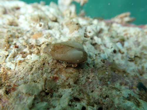 Calloarca tenella observed 2025-12-20