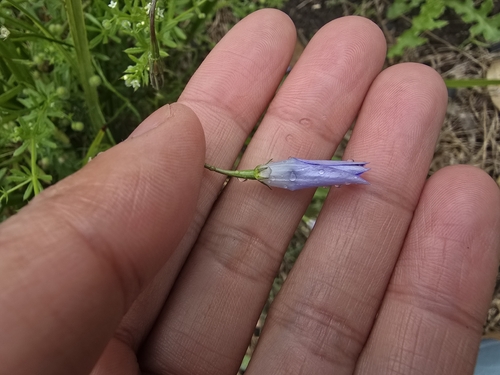 Wahlenbergia capillaris, photograph 1
