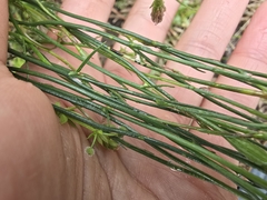 (c) Josh, some rights reserved (CC BY) Wahlenbergia capillaris, photograph (c) Josh, some rights reserved (CC BY)