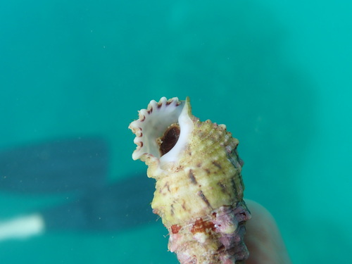 Cerithium echinatum observed 2025-12-20