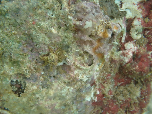 Perinia tumida observed 2025-12-20