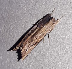 Nystalea striata