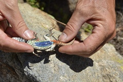 Platysaurus intermedius