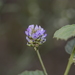 Cullen corylifolium - Photo no hay derechos reservados, subido por S.MORE