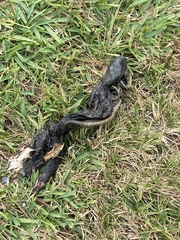 Iguana iguana