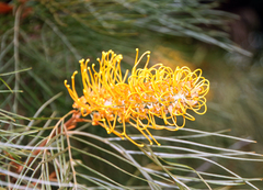 Grevillea