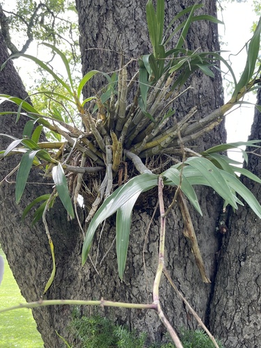 African ansellia