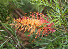 Grevillea