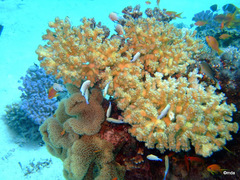 Dascyllus marginatus