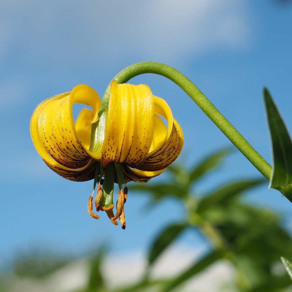 Bosnian Lily from Žabljak, Durmitor, ME on July 11, 2019 at 05:13 PM by ...