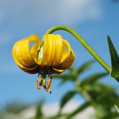 Lilium bosniacum