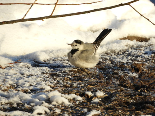 Lavandera blanca (Motacilla alba)