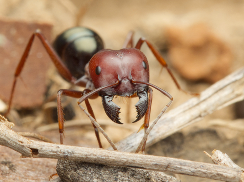 Melophorus rufonigerMelophorus rufoniger