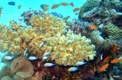 Dascyllus marginatus