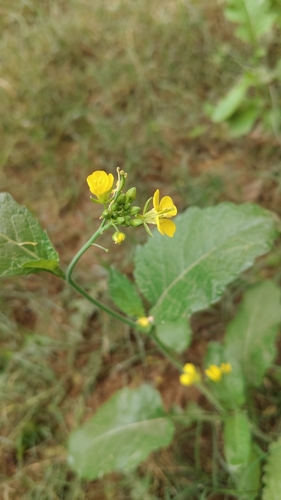 Brown Mustard