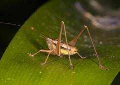 Conocephalus albescens