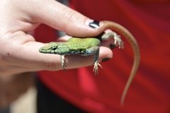 Platysaurus intermedius