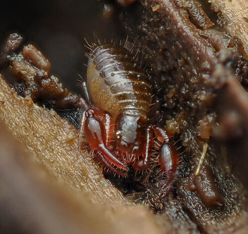 Neobisium carpenteri