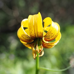 Lilium bosniacum