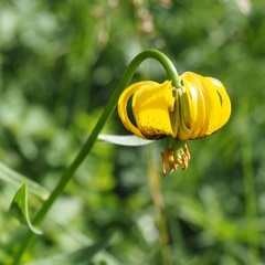 Lilium bosniacum
