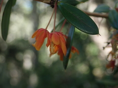 Berberis trigona