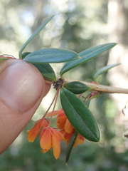 Berberis trigona