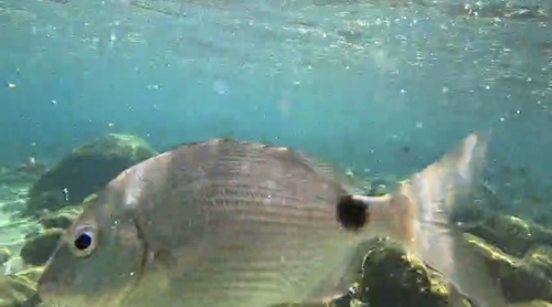 Diplodus argenteus