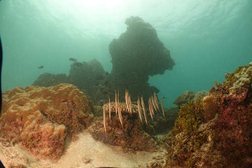 Aeoliscus strigatus