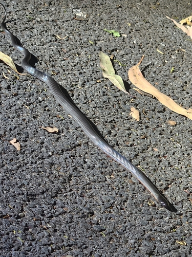 Eastern Small-eyed Snake sighting