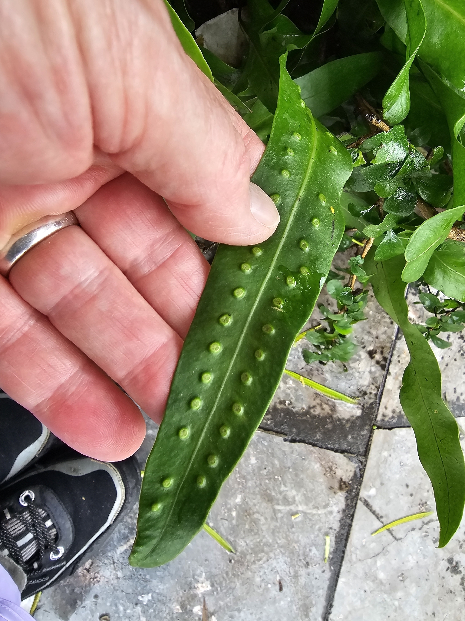 Microsorum scolopendria (Microsorum scolopendria)