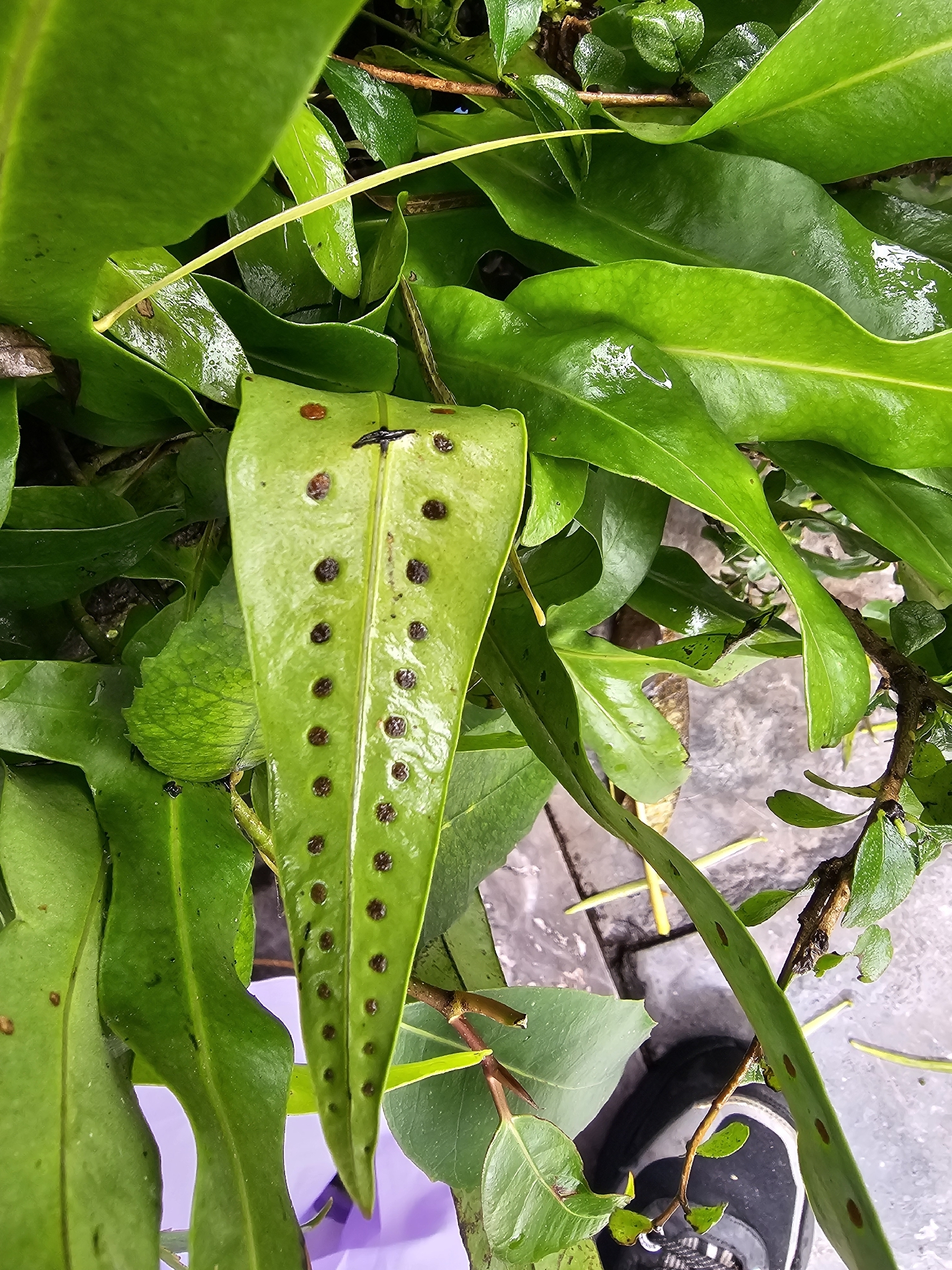 Microsorum scolopendria — ảnh 2