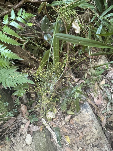 Panicum sarmentosum observed 2025-12-11