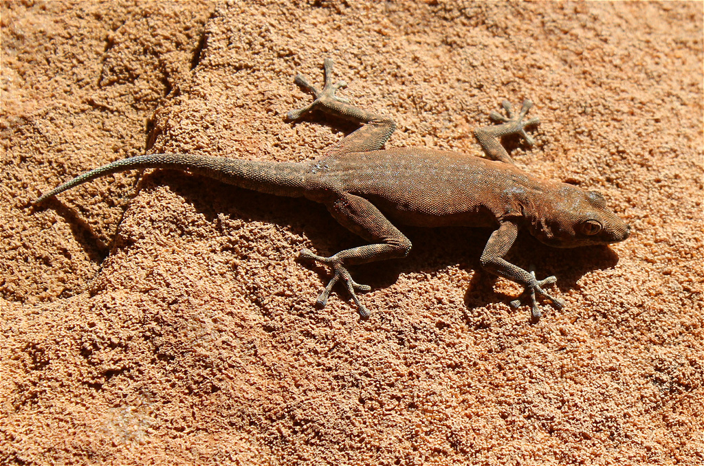 Damara Day Gecko