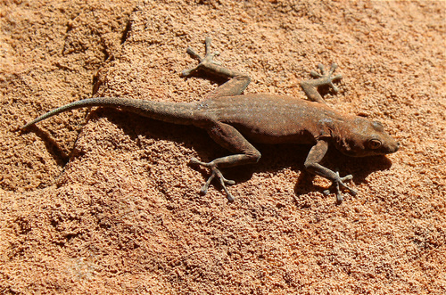 Damara Day Gecko, Rhoptropus diporus