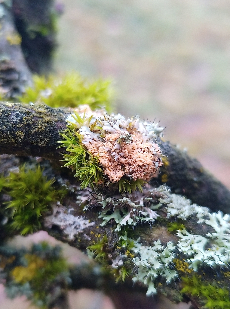 Erythricium aurantiacum · December 2025 · photo: © jolinarm (iNaturalist, cc-by)