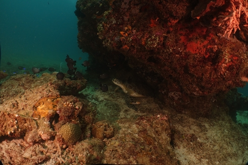 Chelonia mydas